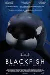 Blackfish_peliplat