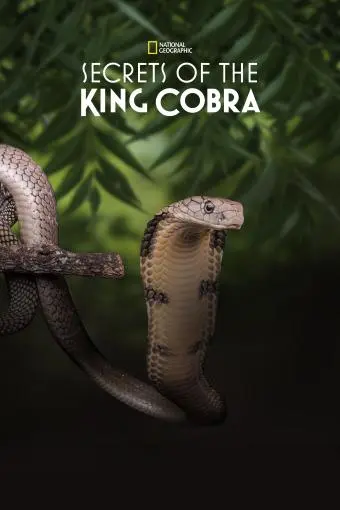 Secrets of the King Cobra_peliplat