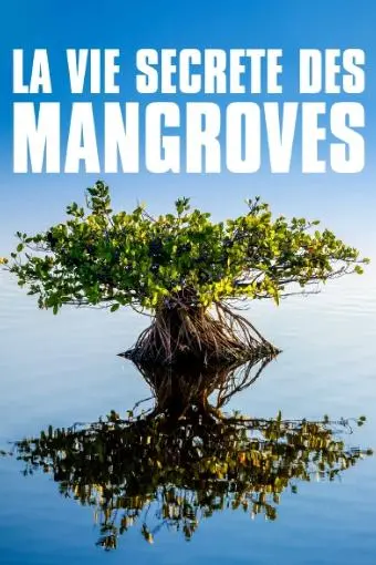La vie secrète des mangroves_peliplat
