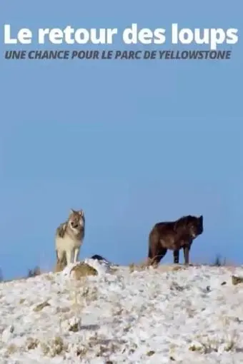 Die Rückkehr der Wölfe: Das Wunder im Yellowstone-Nationalpark_peliplat