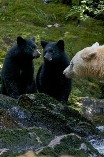 Spirit Bear Family_peliplat