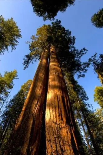 Cedar Sequoia International_peliplat