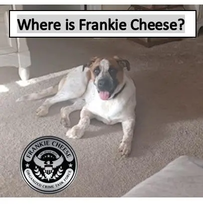 Where is Frankie Cheese?_peliplat