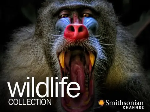 Wildlife Collection_peliplat