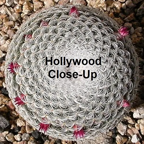 Hollywood Close-Up_peliplat