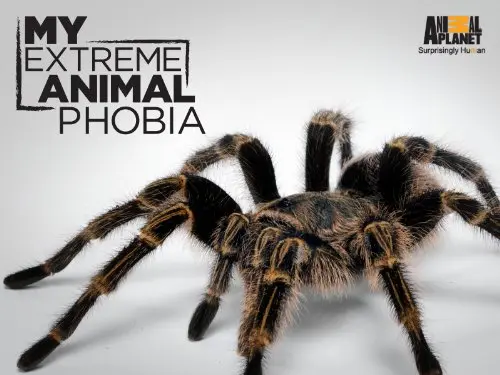My Extreme Animal Phobia_peliplat