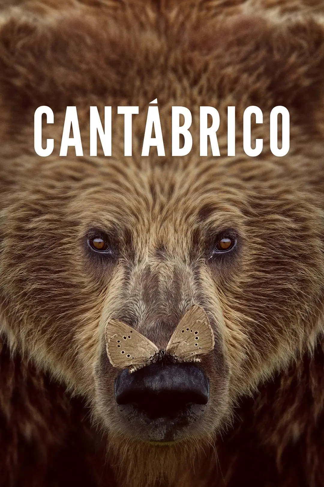 Cantábrico: Los dominios del oso pardo_peliplat