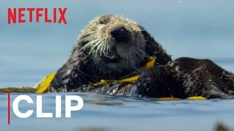 Our Planet | Otters | Clip | Netflix_peliplat