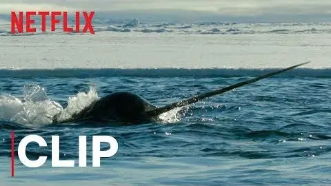 Our Planet | Narwhals | Clip | Netflix_peliplat