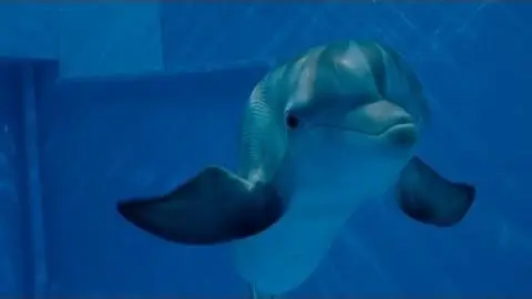 Dolphin Tale 2 - Official Main Trailer [HD]_peliplat