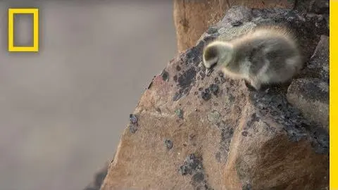 Arctic Geese Chicks Jump Off Cliff to Survive | Hostile Planet_peliplat