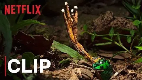 Our Planet | Fungus | Clip | Netflix_peliplat