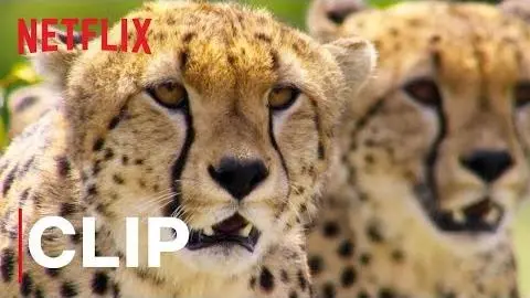 Our Planet | Cheetah Hunt | Clip | Netflix_peliplat