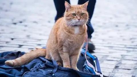 A Street Cat Named Bob - Official Trailer - At Cinemas November 4_peliplat