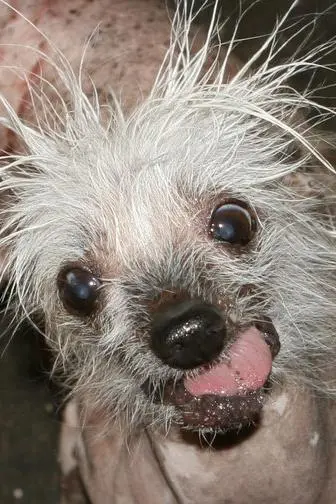 Rascal The World's Ugliest Dog_peliplat