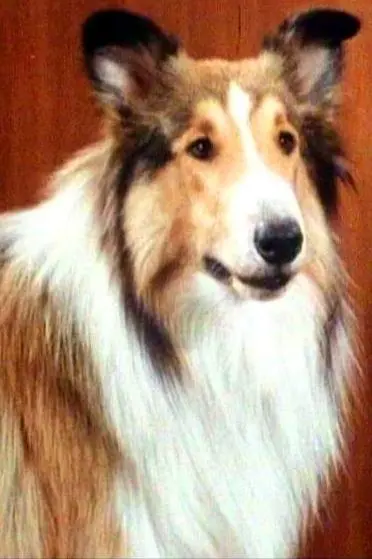 Lassie_peliplat