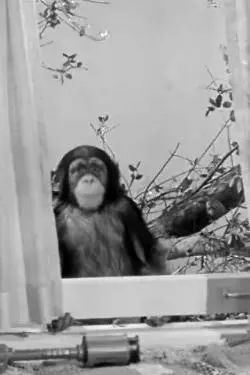 Judy the Chimpanzee_peliplat