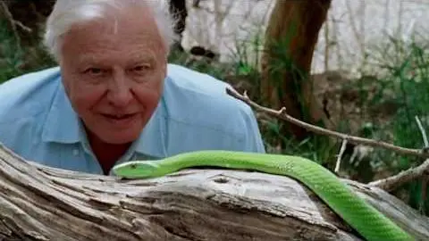 David Attenborough: A Life On Our Planet | Official Trailer_peliplat