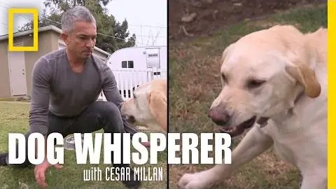 Showdown with Holly | Dog Whisperer_peliplat