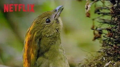 Dancing With The Birds | Clip | Netflix_peliplat