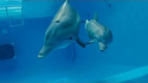 Dolphin Tale 2 - Official Teaser Trailer [HD]_peliplat