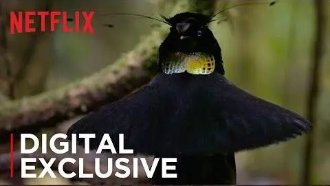 Our Planet | Birds Of Paradise | Exclusive Clip | Netflix_peliplat