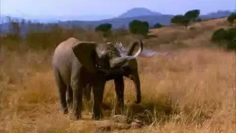 Elephant Tales Trailer_peliplat