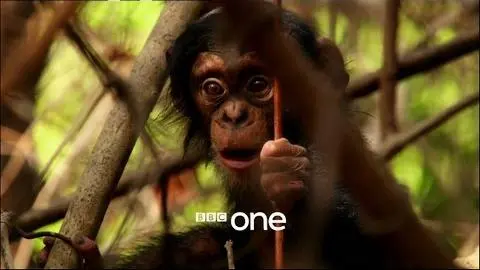 Life Story with David Attenborough: Trailer - BBC One_peliplat