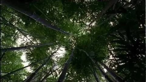 LOST: Opening Scene 1x01 - Bamboo Forest_peliplat
