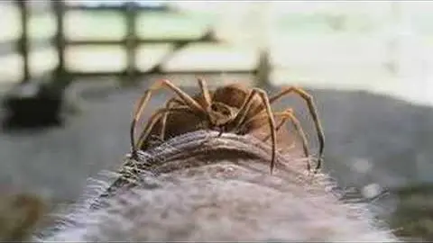 Charlotte's Web - Trailer 2_peliplat