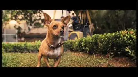 Beverly Hills Chihuahua Full Trailer_peliplat