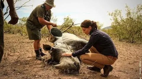 Stroop: Journey Into the Rhino Horn War (Trailer) - Green Film Fest_peliplat