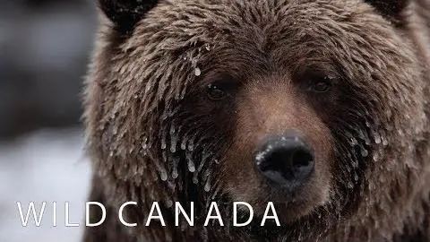 Wild Canada | Coming to CBC Docs_peliplat