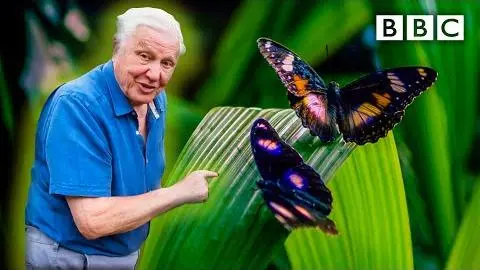 Attenborough's Life in Colour: Trailer 🦋 BBC_peliplat