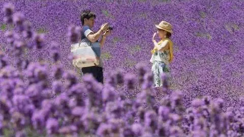 Hokkaido summer flowers - Japan: Earth's Enchanted Islands: Episode 3 Preview - BBC Two_peliplat