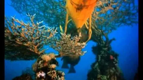 The Cousteau Collection - The Silent World - Trailer_peliplat