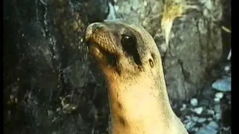 The Golden Seal (1983) Roadshow Home Video Australia Trailer_peliplat