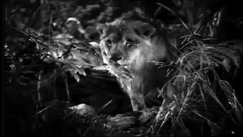 Jungle Bride (1933) - Trailer_peliplat