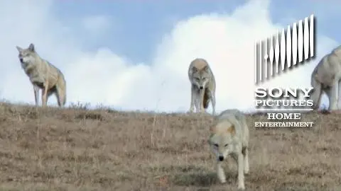 Wolf Totem - On Blu-ray 12/15!_peliplat