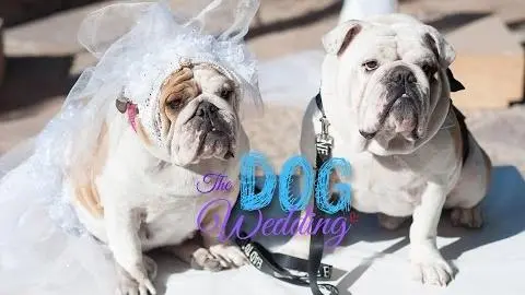 The Dog Wedding Trailer - Romantic Comedy_peliplat
