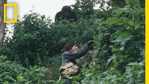 Gaining the Trust of the Gorillas | Dian Fossey: Secrets in the Mist_peliplat