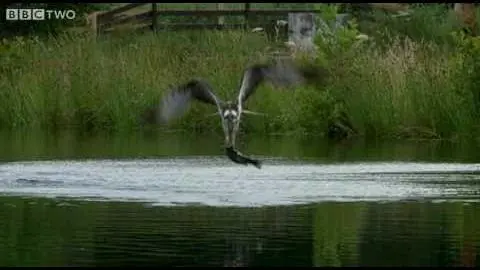 Ospreys Catching Fish - The Animal's Guide To Britain, Episode 1 Preview - BBC Two_peliplat