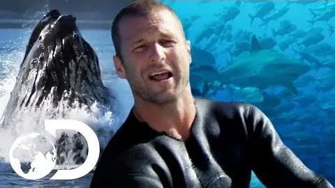 Dave Salmoni Gets Dangerously Up Close With Fascinating Sea Creatures | Deadly Islands_peliplat