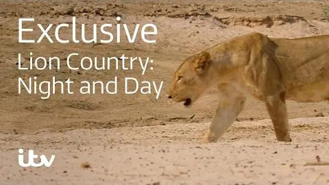 Lion Country: Night and Day | ITV_peliplat