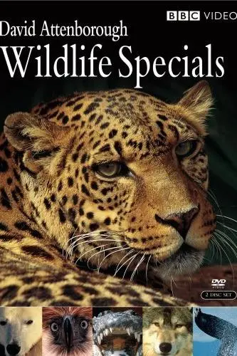 Wildlife Specials_peliplat