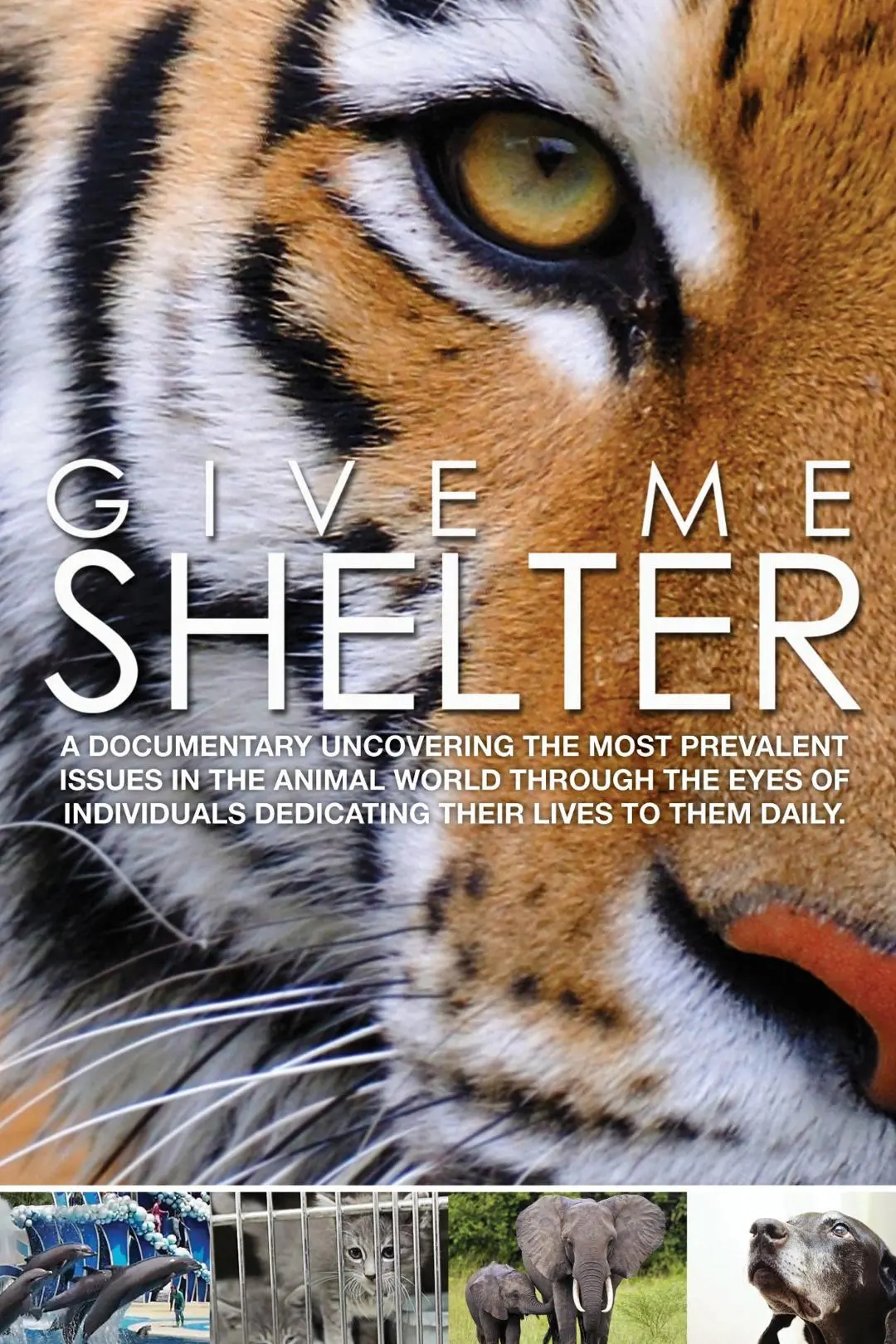 Give Me Shelter_peliplat