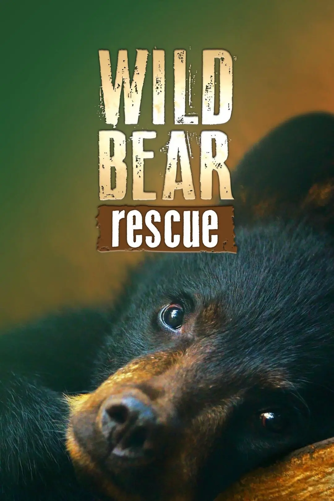 Wild Bear Rescue_peliplat
