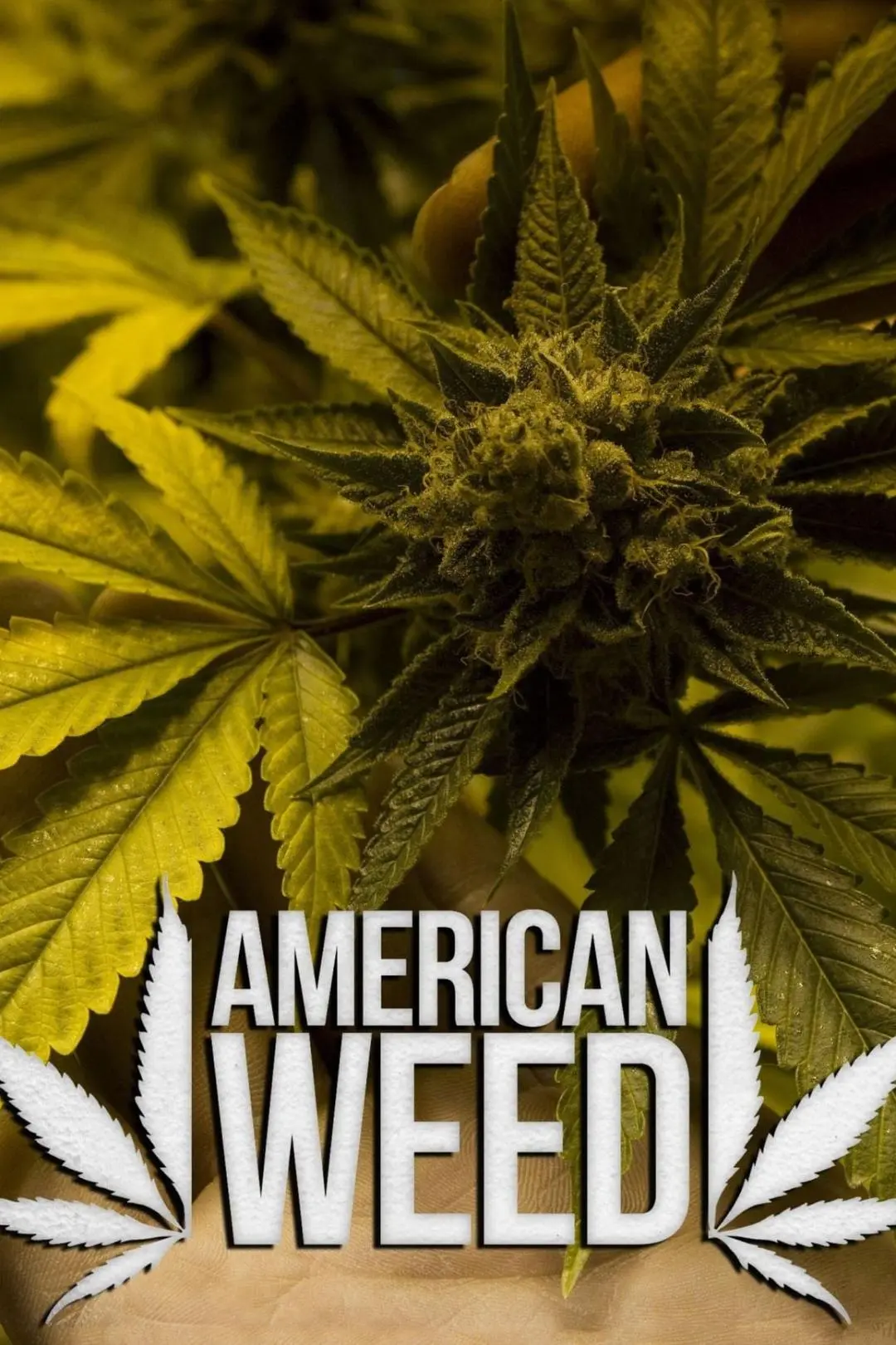 American Weed_peliplat
