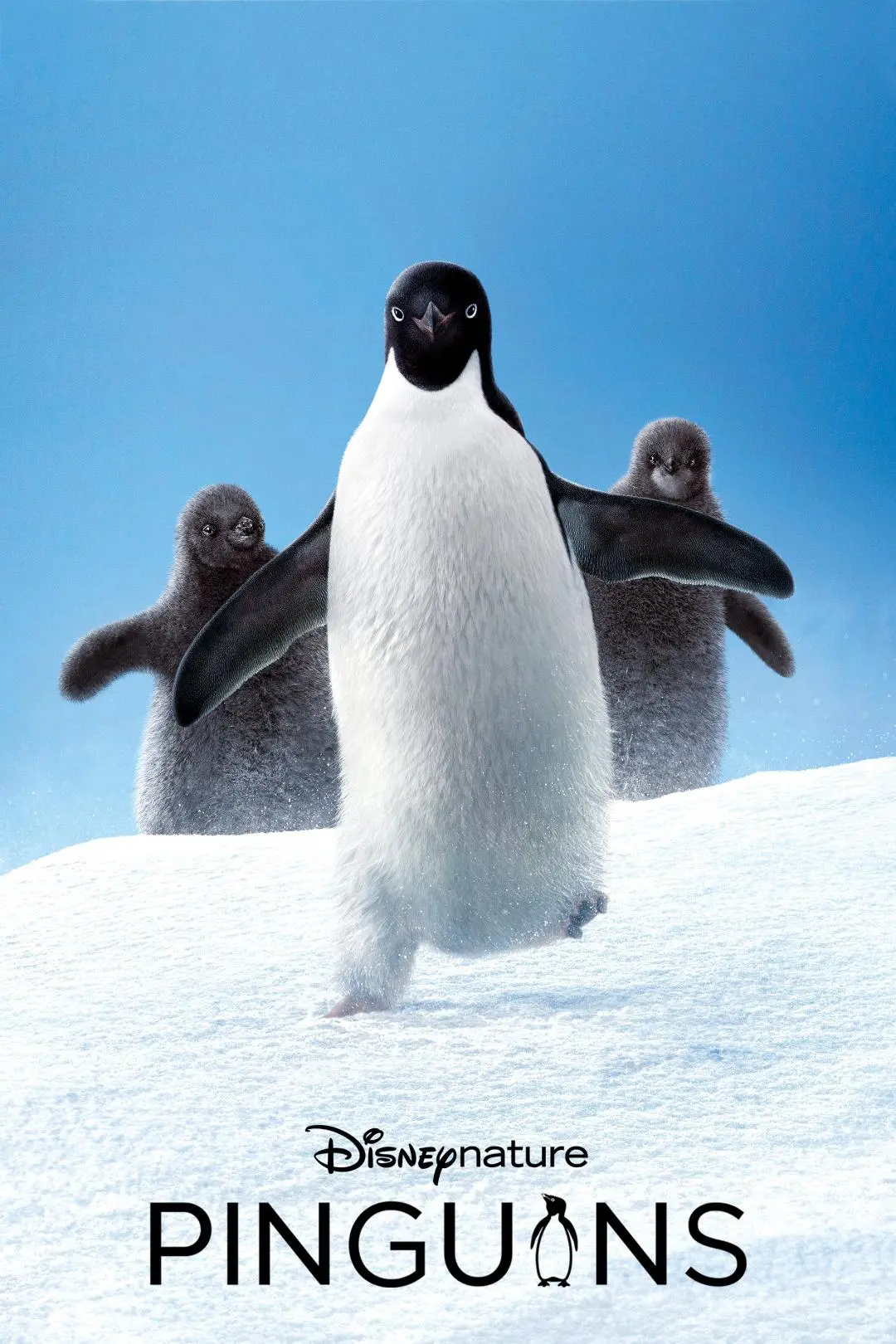 Penguins_peliplat