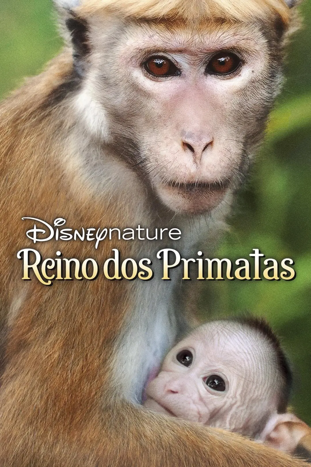 O Reino dos Primatas_peliplat